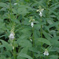 Sesamum indicum L.
